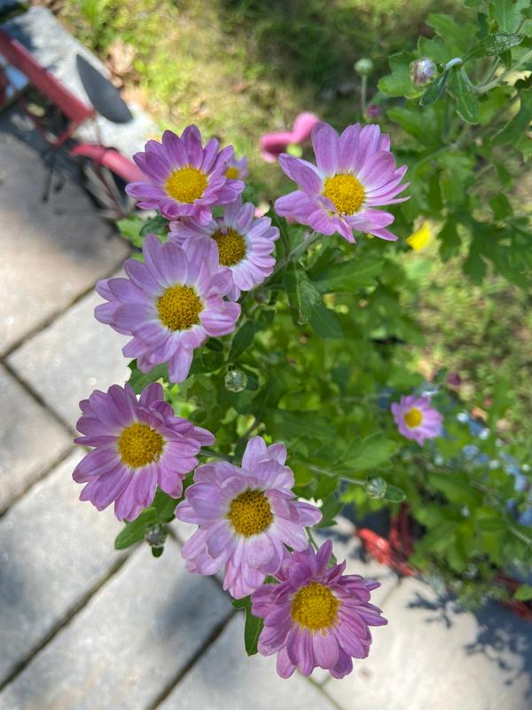 marigold flower seeds Marigold Seed Variety Pack