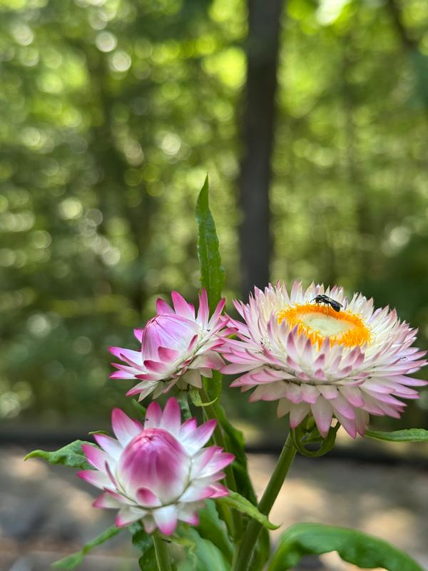 Übergroße Leinwand ‚Stay A While‘ Mit Strawflower-Kranz – Fertig Zum Aufhängen, In Den USA Handgefertigt