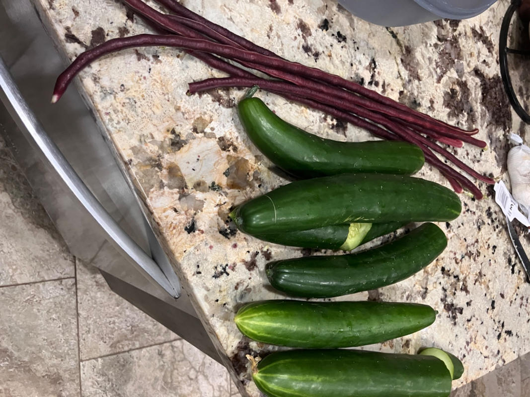 SUMMER DANCE CUCUMBER (F1 HYBRID 70 DAYS) – Pinetree Garden