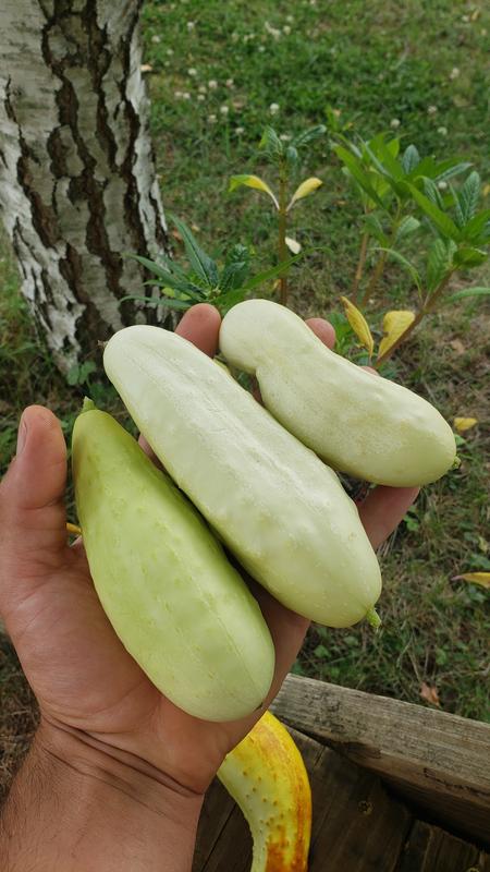 White Wonder Cucumber (Heirloom, 60 Days)  Pinetree Garden Seeds