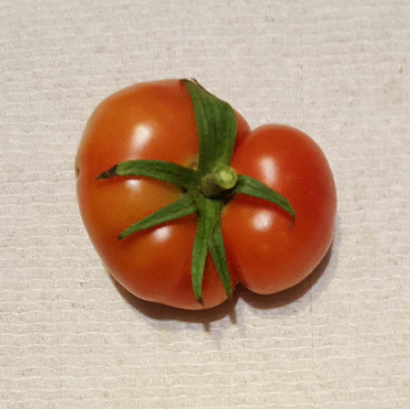 BlushingStar Tomato (F1 Hybrid 70-75 Days) – Pinetree Garden Seeds