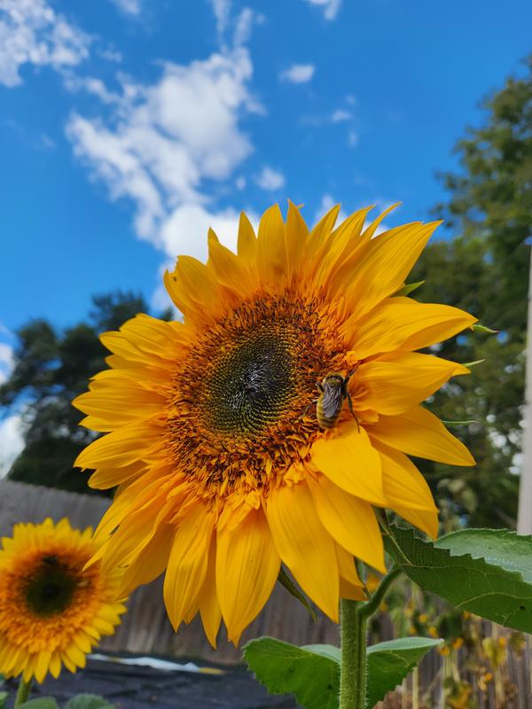 Jolly Joker Sunflower – Pinetree Garden Seeds