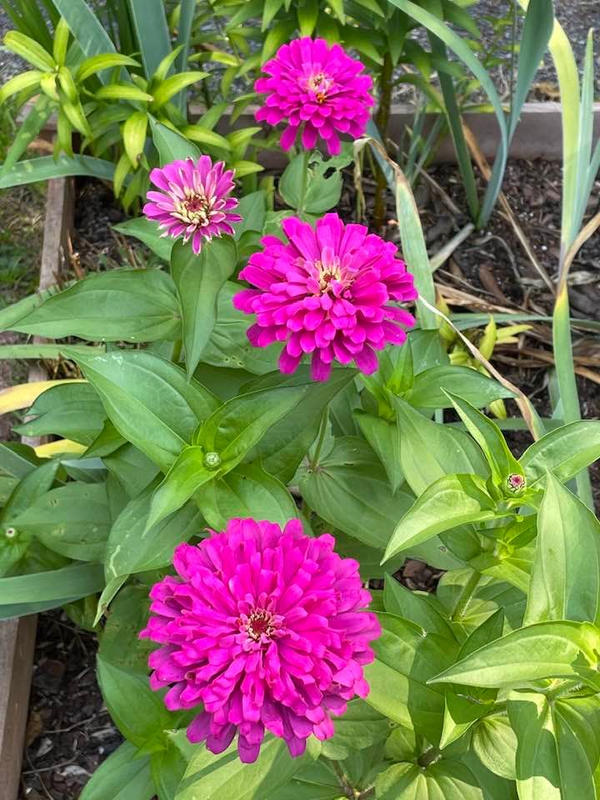 Uproar Rose Zinnia – Pinetree Garden Seeds