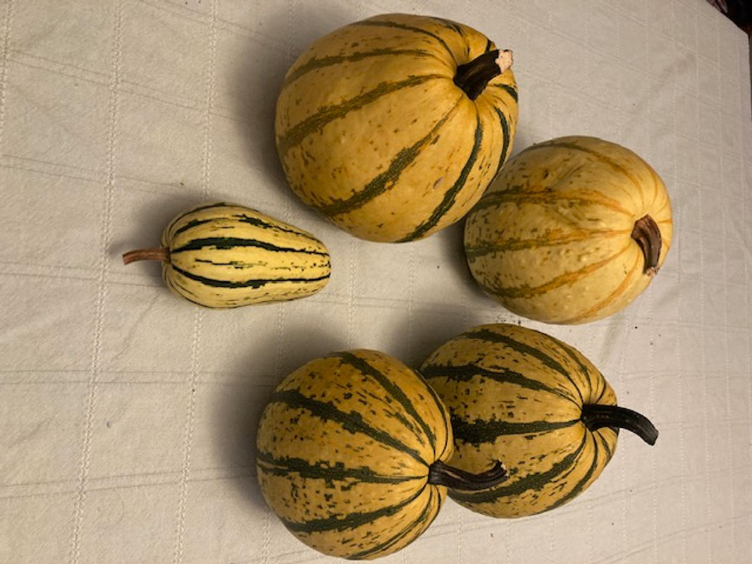 Bush Delicata Squash (80 Days) – Pinetree Garden Seeds