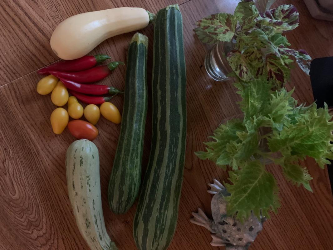 Cocozelle Summer Squash (Heirloom, 58 Days) – Pinetree Garden Seeds