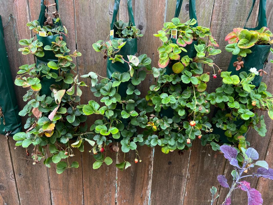 AL'S FLOWER POUCH GROWING BAG – Pinetree Garden Seeds