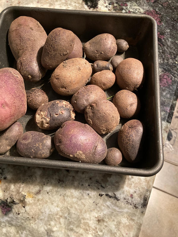 Adirondack Red, Seed Potatoes