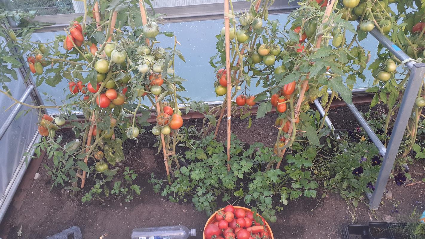 Defiant Tomato (Organic F1 Hybrid 70 Days) – Pinetree Garden