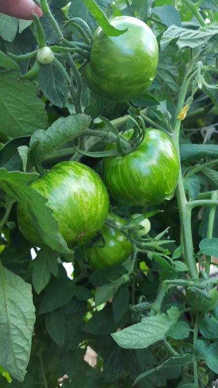 Green Zebra Tomato (Organic 75 Days) – Pinetree Garden Seeds