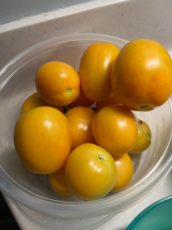 BlushingStar Tomato (F1 Hybrid 70-75 Days) – Pinetree Garden Seeds