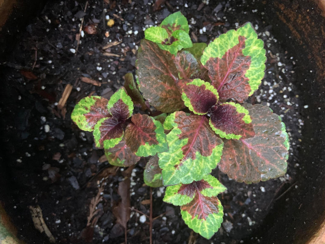 Pineapple Surprise Premium Sun Coleus  Pinetree Garden Seeds