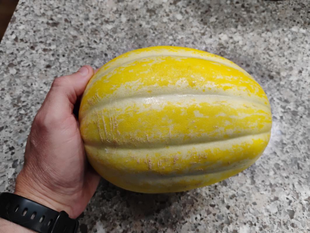 melon様 Navajo Yellow Melon (Heirloom 85 Days) – Pinetree Garden Seeds
