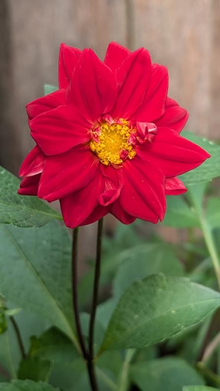 その他 DAHLIA Double Extreme Dahlia – Pinetree Garden Seeds