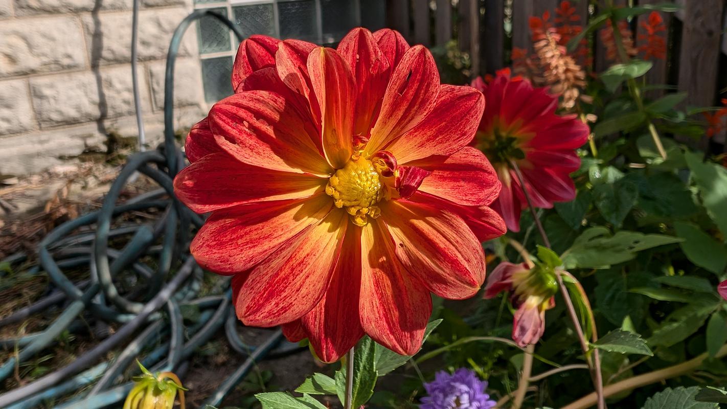 DAHLIA　ヨーヨー　リクリエーション　アノマリー　オレンジ DAHLIA ヨーヨー リクリエーション アノマリー オレンジ DAHLIA
