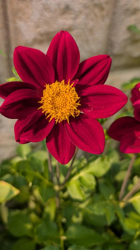 Double Extreme Dahlia – Pinetree Garden Seeds