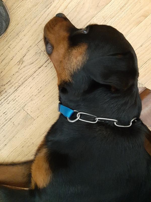 【Shiho】Ameri　RETURN COLLAR ALL IN ONE Herm Sprenger 4mm Fur Saver Long Link Black Stainless Steel Choke