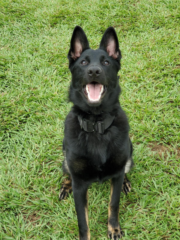 Protection Dog Black German Shepherd Near Me Protection Dogs