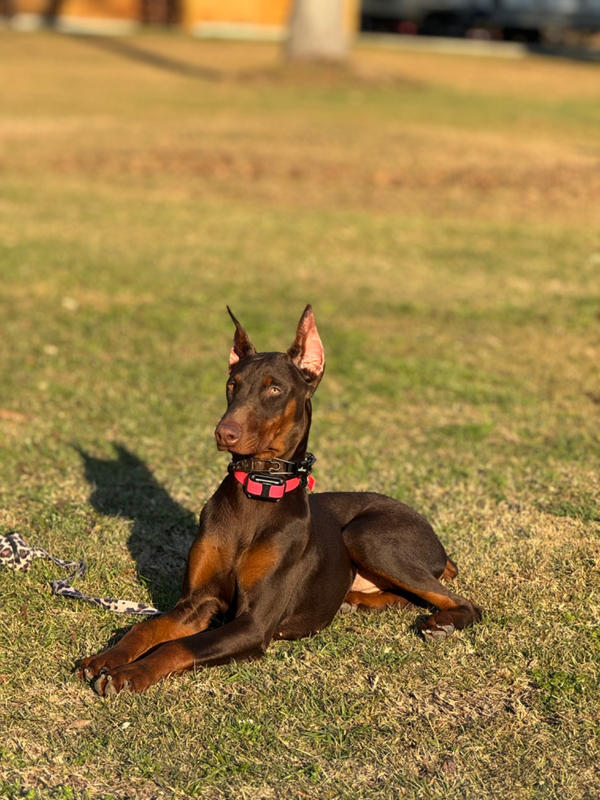 Prong sales collar doberman