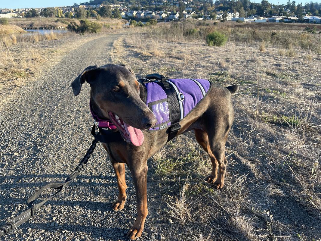 Activ Dog Harness Service Dog Harness Ray Allen Manufacturing