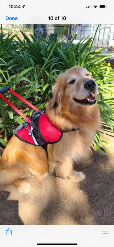 20 Tactical dog harness ideas  tactical dog harness, dog harness, service  dogs