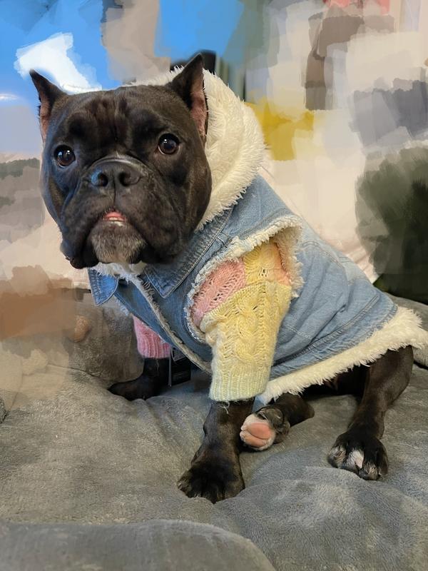 French bulldog denim jacket hotsell