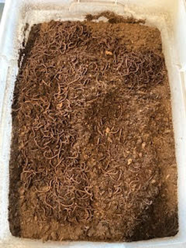 BioBags for Compost Pails, 1 Gallon, 6L, 50-Count - Uncle Jim's Worm Farm