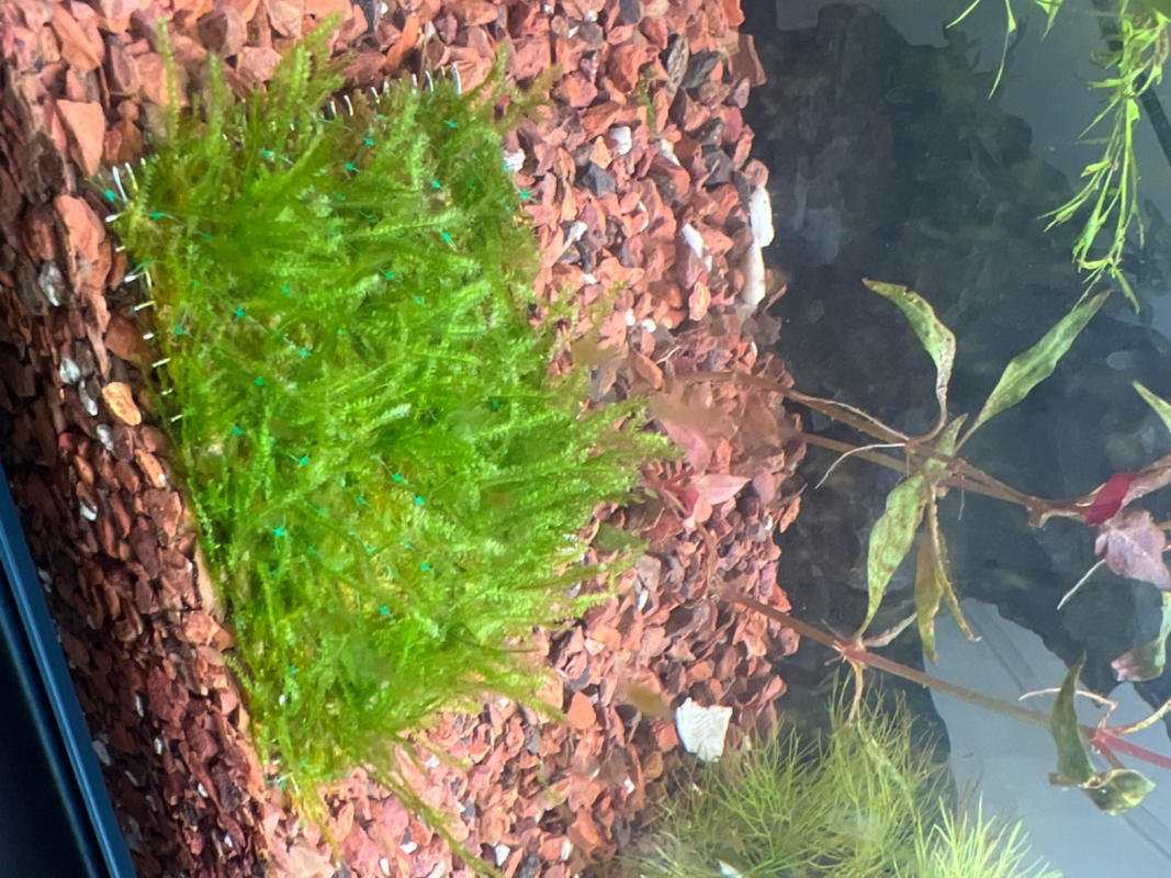Mini Christmas moss