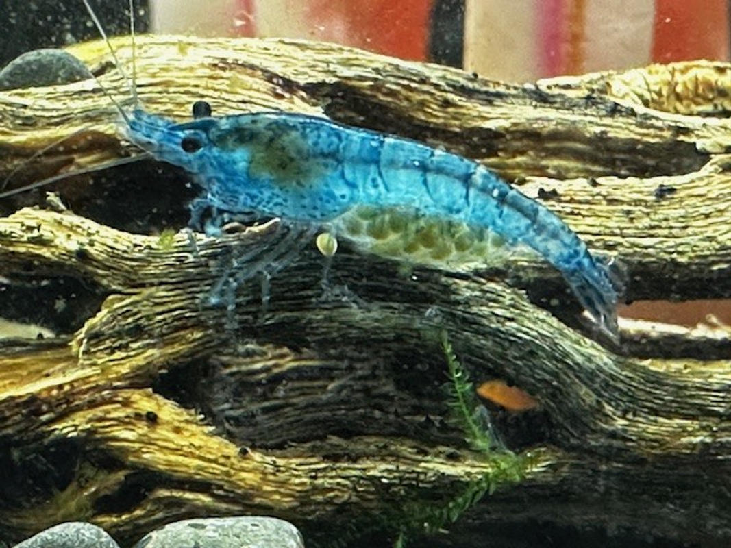 Dream Blue Velvet Shrimp - SoShrimp