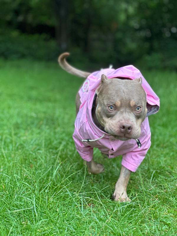 Designer best sale dog raincoat