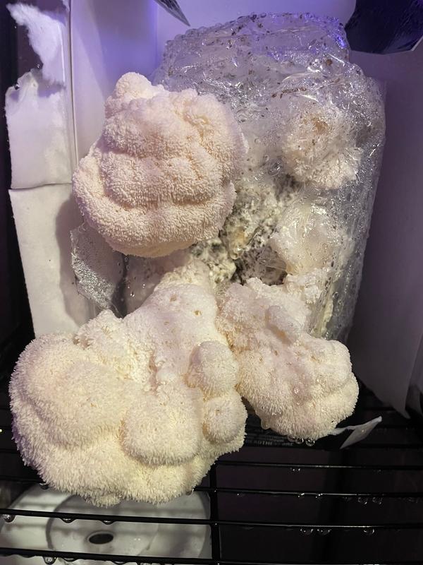 Organic Lion's Mane 'Spray & Grow' Mushroom Growing Kit North Spore