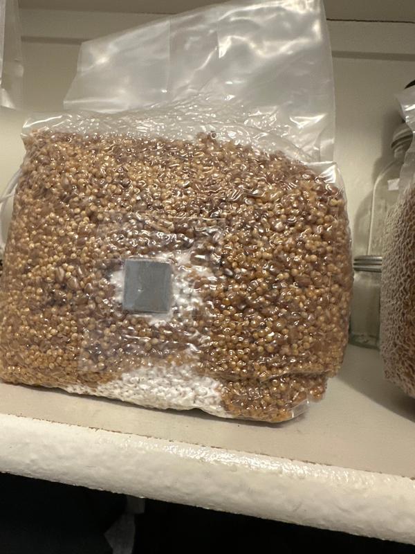 1kg, 1.5kg, 1.8kg Sterilised Grain Spawn Bags WITH Injection Port, Sterile  | eBay