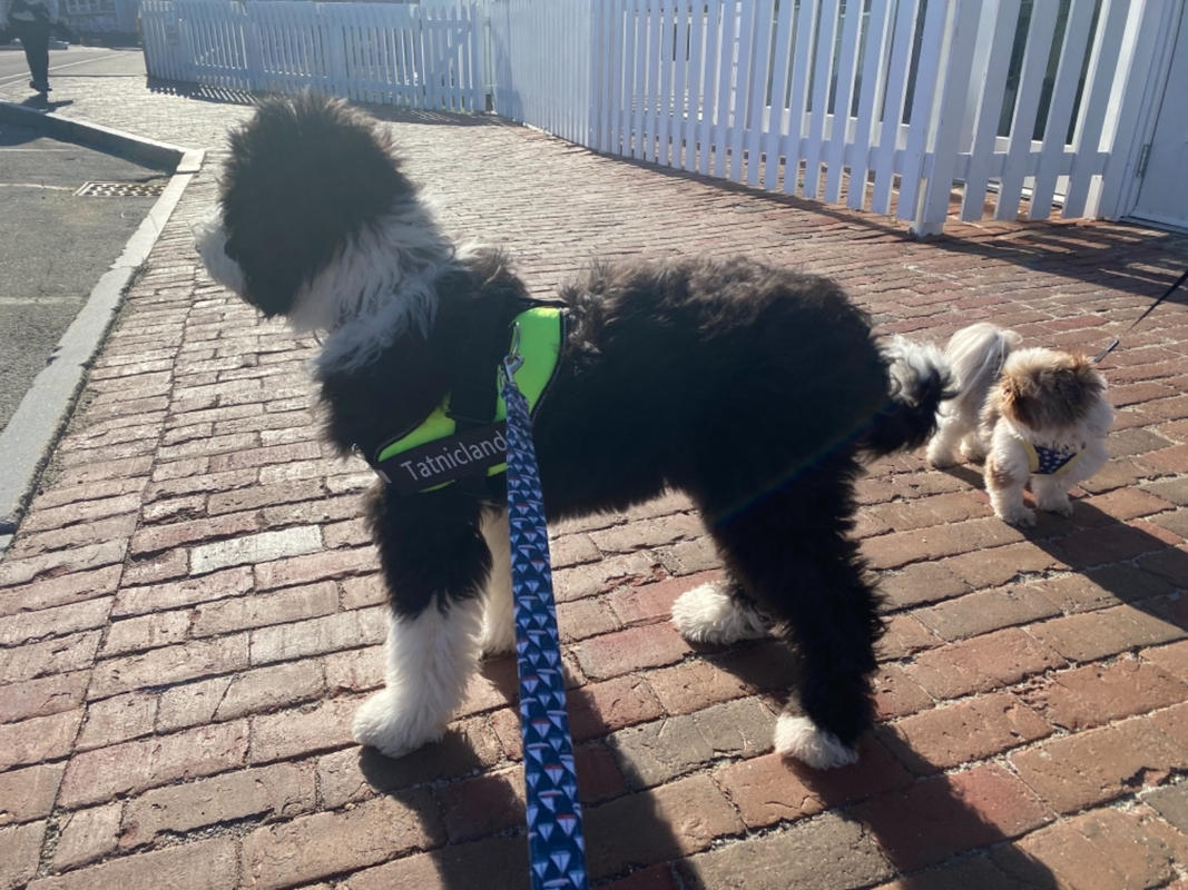 Custom velcro label / patches for Dog Harness by Doggykingdom®