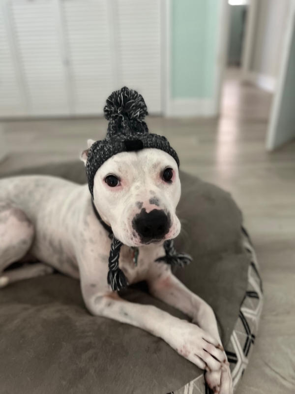 Canada pooch polar top pom pom hat