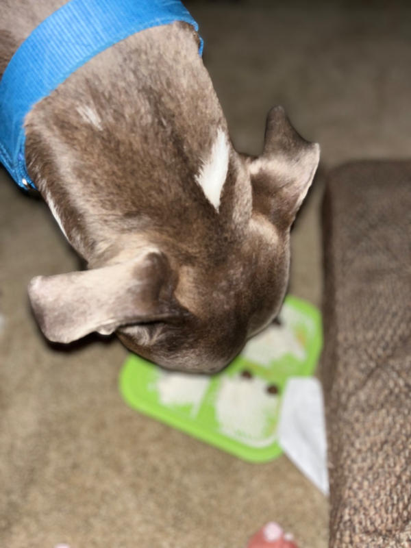 Boredom Buster Relax Cat Slow Feeder Licking