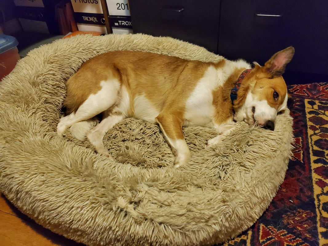 Abby space calming dog clearance bed