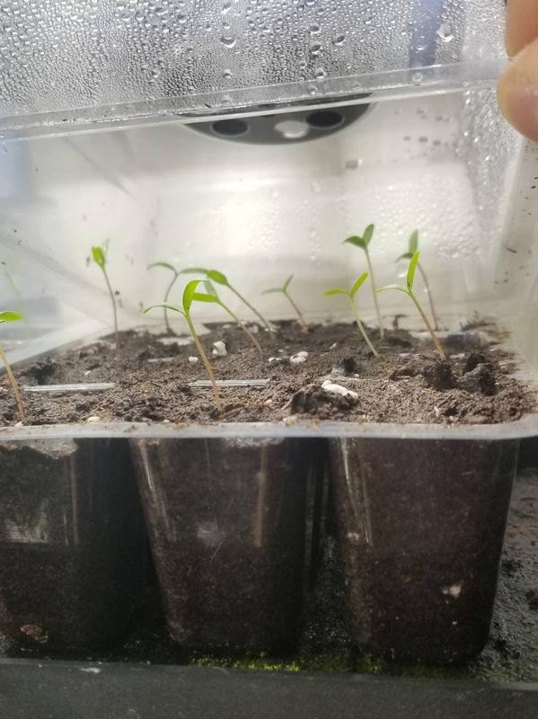 Sparky Mix - Marigold Seeds | Ecoseedbank Canada