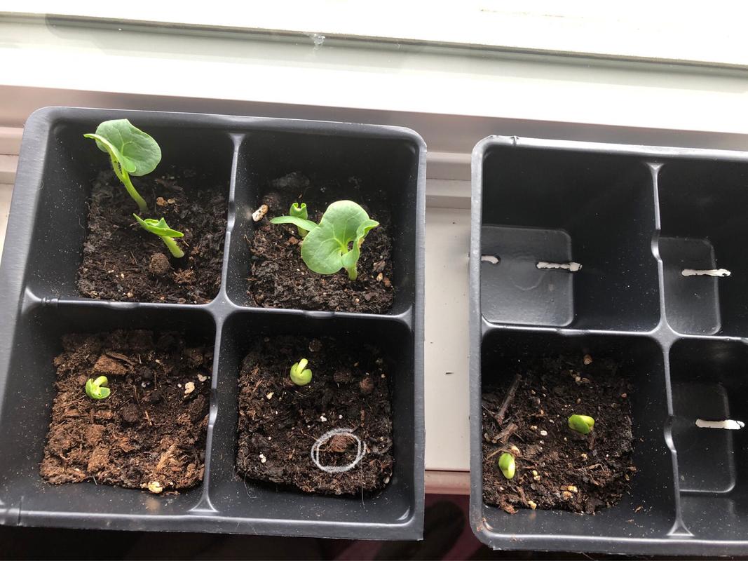White - Four O Clock Seeds | Ecoseedbank Canada