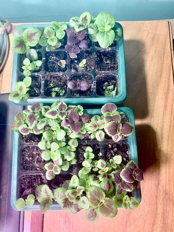 Solenostemon Scutellarioides Cv - Coleus Rainbow Mix Seeds X100 - Ole Lantana Seed Store