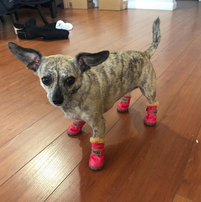 4 Sets Waterproof Dog Shoes Adjustable Drawstring Rain Snow Dog Bootie –  KOL PET