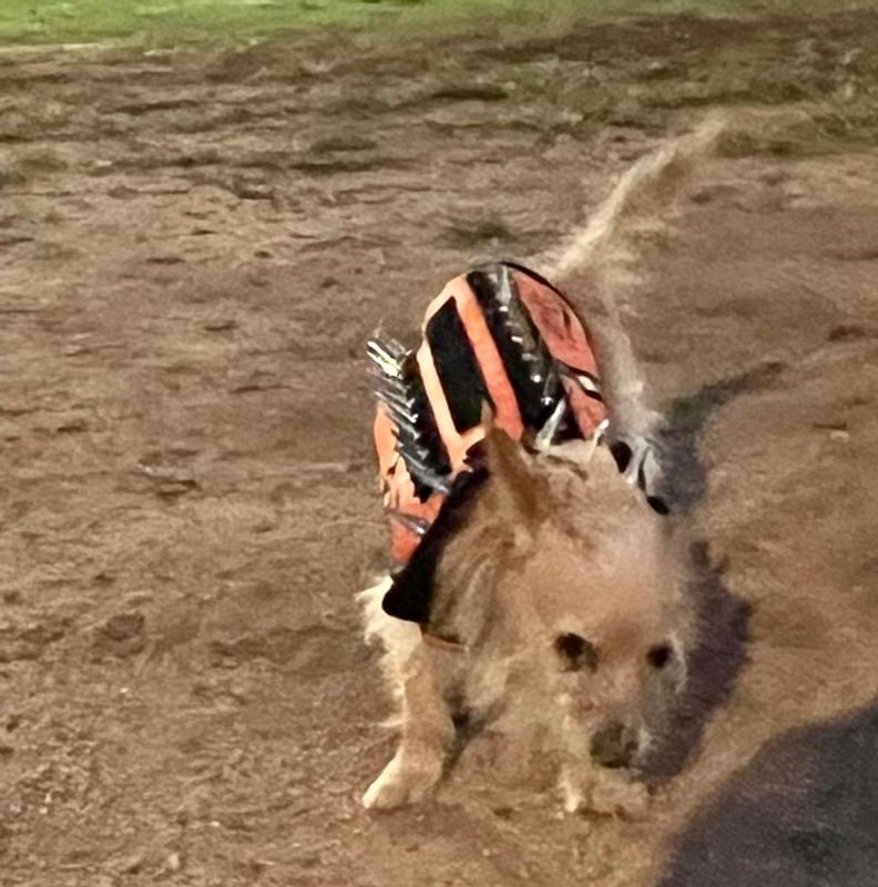 PawRoll™ Dog Spike Vest Harness Pro – Paw Roll