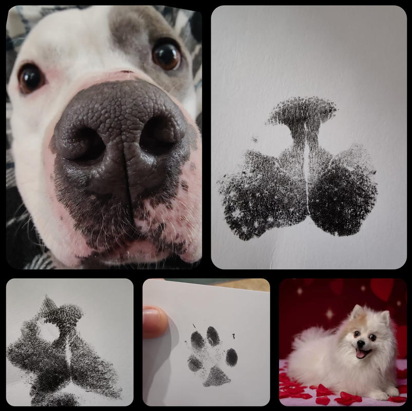 Paw Print & Nose Print Bundle – Fur Gift