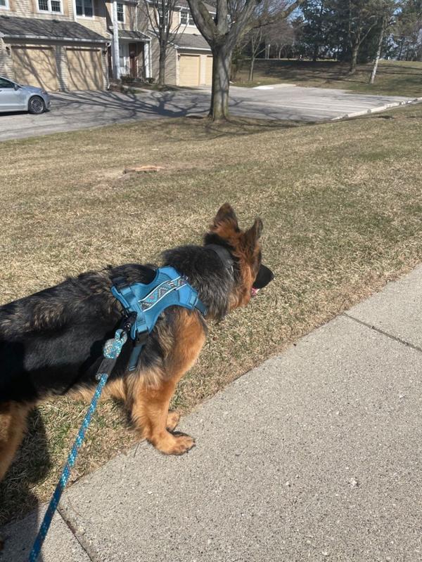 Wilderdog collar outlet review