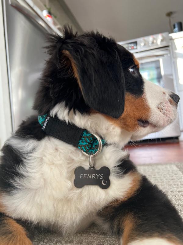 Wilderdog collar outlet review