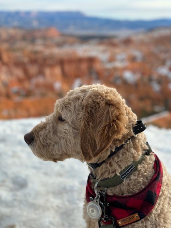 Wilderdog waterproof clearance collar