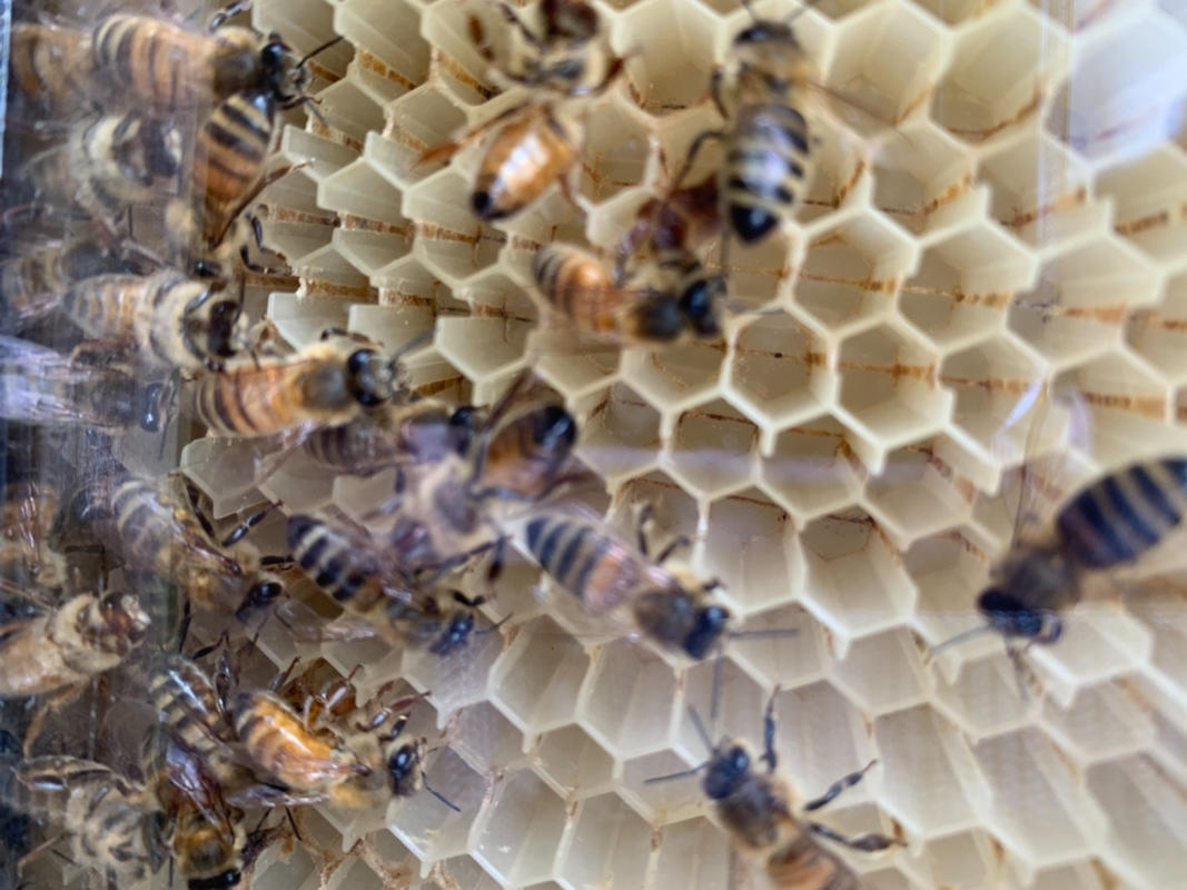 How do bees make honey? - Flow Hive EU