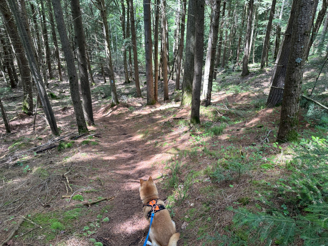 North Country Trail in Michigan 39 s - 237833 8188484714652 Ffcdd0a7 603b 4528 A8e9 0e634176e662