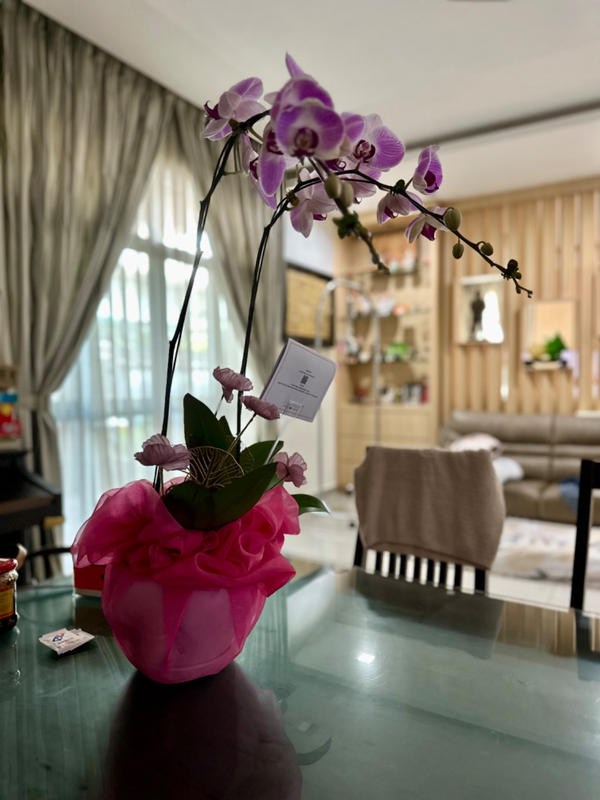 Indira Pink & White Phalaenopsis Orchid (2 Stalks) | Free Delivery