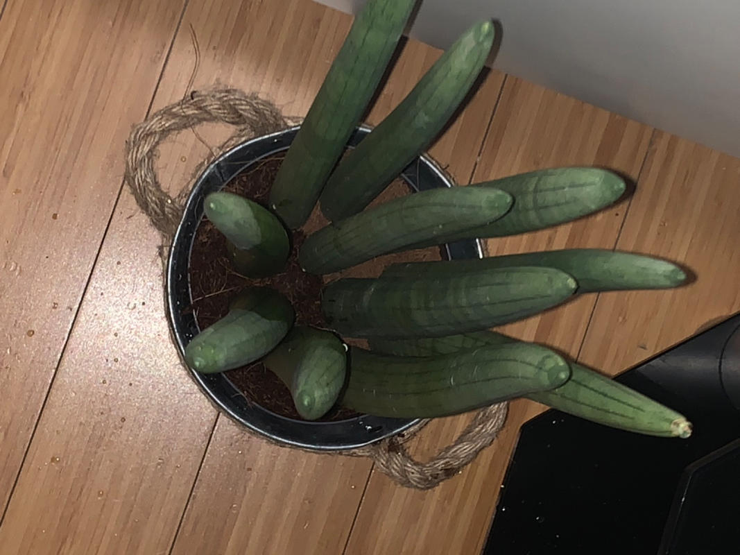 the zz plant Air Purifying ZZ Plant main image 0
