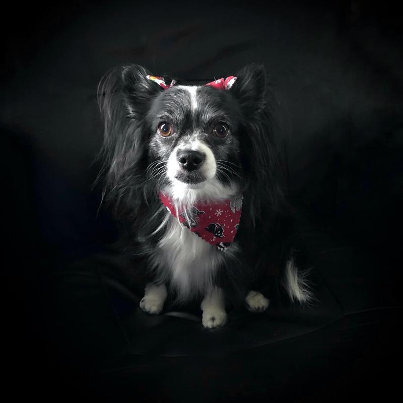 Pet Food Intolerance Test For All Breeds & Ages 5Strands