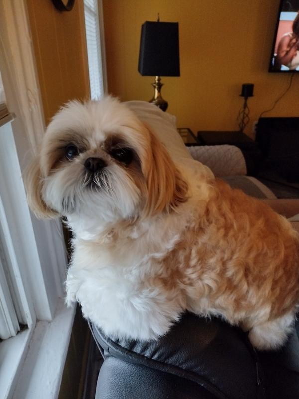 Pet Food Intolerance Test For All Breeds & Ages 5Strands